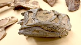 Novo objavený druh dinosaura bol 30 rokov všetkým na očiach