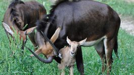 Letným prírastkom sa v bojnickej zoo darí