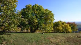 V Pukanci v lete zrejú čierne moruše 