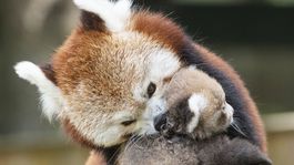 Z plzenskej zoo utiekla vzácna panda červená