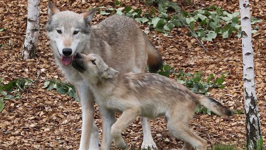 Celoplošné kvóty na odstrel vlka podľa ochranárov neprinesú želaný efekt zníženia škôd