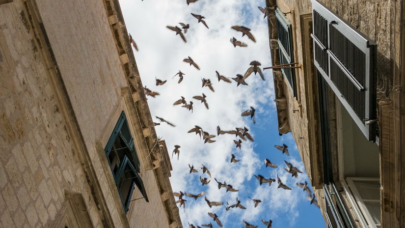 Vtáky nad Dubrovníkom.