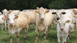 Budeme jesť hovädzie z prérie? Valí sa na nás mäso zo zámoria