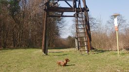 Rohuľa. Z ihlana v Ondavskej vrchovine je výhľad až k Tatrám