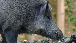 Africký mor sa šíri, veterinári nariadili usmrtiť diviačiu zver vo zverniciach