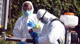 Mor ošípaných hrdúsi malochovy, tlak sa stupňuje