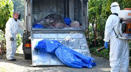 Mor ošípaných dvíha cenu mäsa