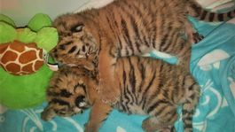 Tigríčatá odobraté z bytu Slovenky uhynuli vo viedenskej zoo 