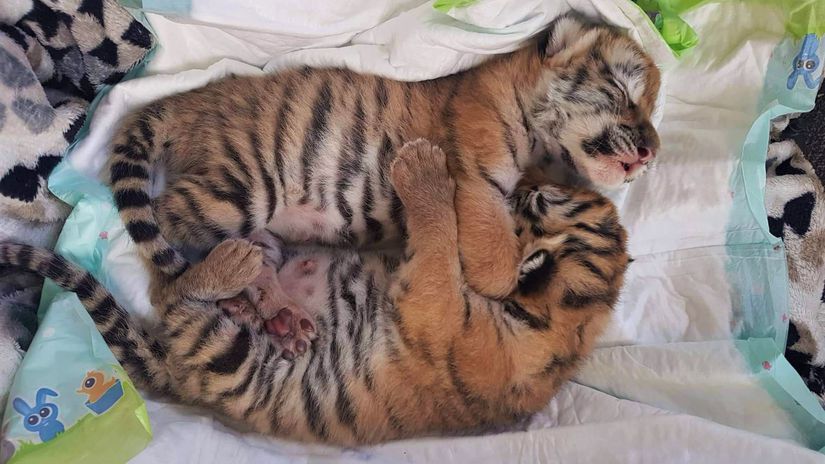 tigríčatá, tiger