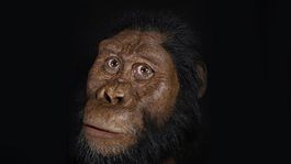 Vedci objavili a zrekonštruovali tvár predchodcu človeka starú 3,8 milióna rokov