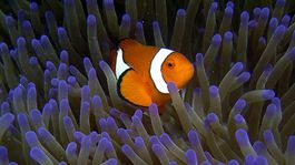 Vyhliadky pre Veľkú koralovú bariéru sú veľmi zlé