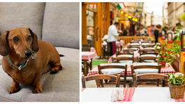 Zvieracia ombudsmanka: Okrem vstupu zvierat do reštaurácií chceme aj ďalšie zmeny