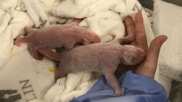 Ľudia chcú pandie dvojčatá nazvať Hong a Kong