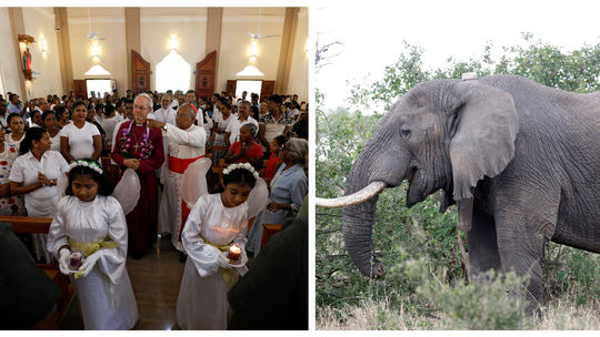 Počas náboženského obradu sa splašil slon a podupal 18 ľudí
