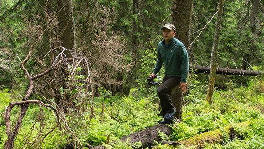 Karol Kaliský v tatranskom pralese, jednom z...