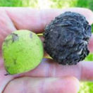 Pliaga z Ameriky. Prečo sčerneli slovenské orechy