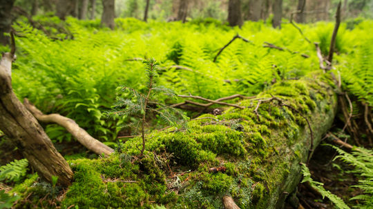 Priamo z popadaných tiel velikánov rastú...