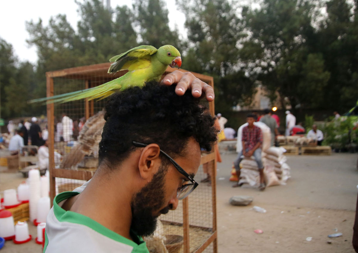 Saudská Arábia, papagáj, vták