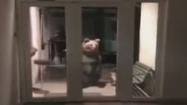 Okupujú medvede Vysoké Tatry?