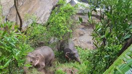 V thajskom národnom parku uhynulo 11 slonov indických