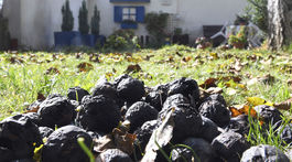 Video: Od západu na východ. Čierne orechy sa nevyhli žiadnemu kútu Slovenska