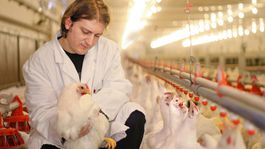 Nízke ceny lámu hydinárom väzy