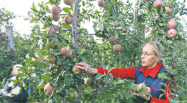 Čo ukázali testy na pesticídy