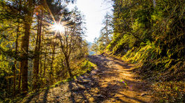 Nesprávna výsadba stromov môže škodiť životnému prostrediu