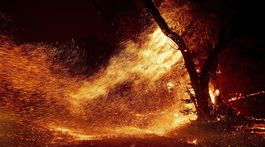 Pri lesnom požiari v Austrálii pravdepodobne zomreli stovky koál