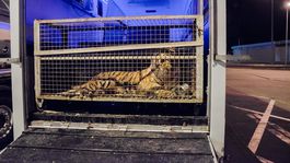 Do zoo v Poznani priviezli vo veľmi zlom stave deväť tigrov