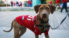 Zvieracia ombudsmanka: Týranie zvierat sa na Slovensku ešte stále toleruje 