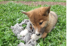 Wandi, čistokrvné šteňa psa dingo, je hviezdou Instagramu