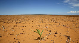 Tretine druhov rastlín v tropickej Afrike hrozí vyhynutie