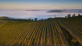 Chateau Selešťany: Hamšíkovo dvorné vinárstvo. Starý vrch opäť rodí víno