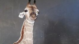  Pes sa spriatelil so žirafou, nevedia byť bez seba