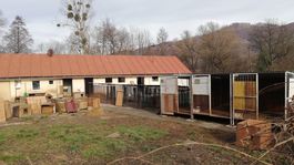 Šéfka útulku: Mesto ani hasiči za tragédiu nemôžu