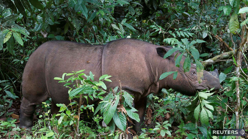 Malajzia / nosorožec /