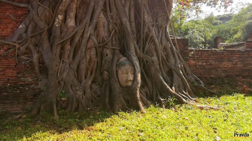 Hlava Buddhu medzi koreňmi veľkého figovníka vo...