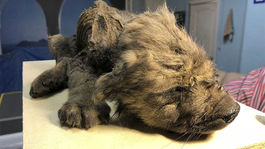 Na Sibíri objavili zachované praveké šteňa, jeho druh je však záhadou