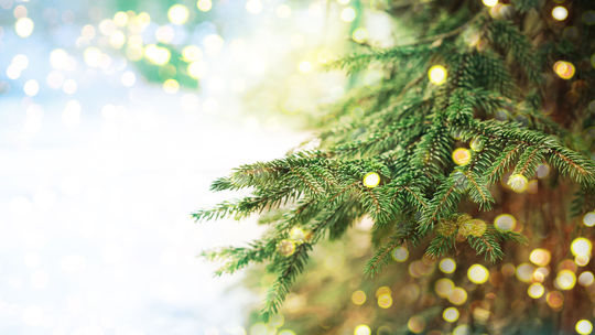 V Piešťanoch ukradli vianočný stromček z čarovného lesa
