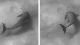 Vedci zistili, že delfíny preferujú pravú stranu