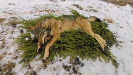 O vlkoch rozhodujte na základe faktov, nie emócií, odkazuje Mičovského rezort EK