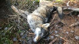 Sezóna lovu vlkov sa končí, kvóta sa už vyčerpala