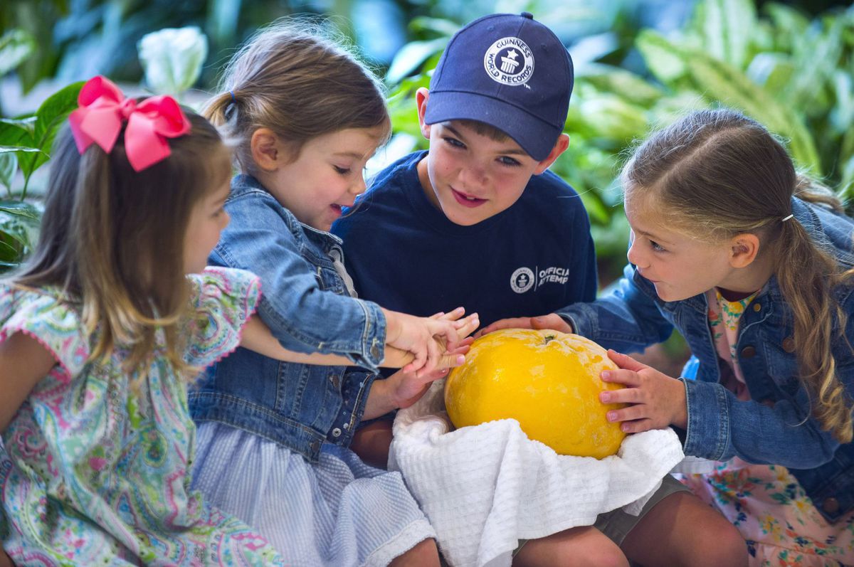 Najväčší grapefruit na svete.