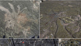 V opustenom lome sa našli najstaršie fosílie stromov
