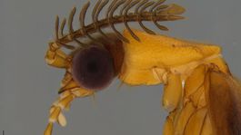 Vedci s pomocou DNA rozlúštili príbuzenské vzťahy unikátnej skupiny chrobákov