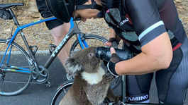 Na plantáži v Austrálii objavili desiatky mŕtvych koál