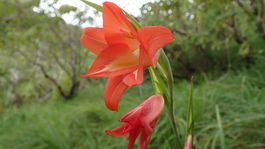 Medzi objavmi roka 2019 je aj rastlina so superlepidlom či huba bojujúca proti nádorom