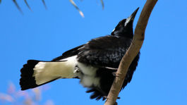 Austrálsky vták dokáže napodobniť zvuk záchranárskych sirén