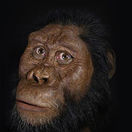 Zrekonštruovaná tvár predchodcu človeka menom...